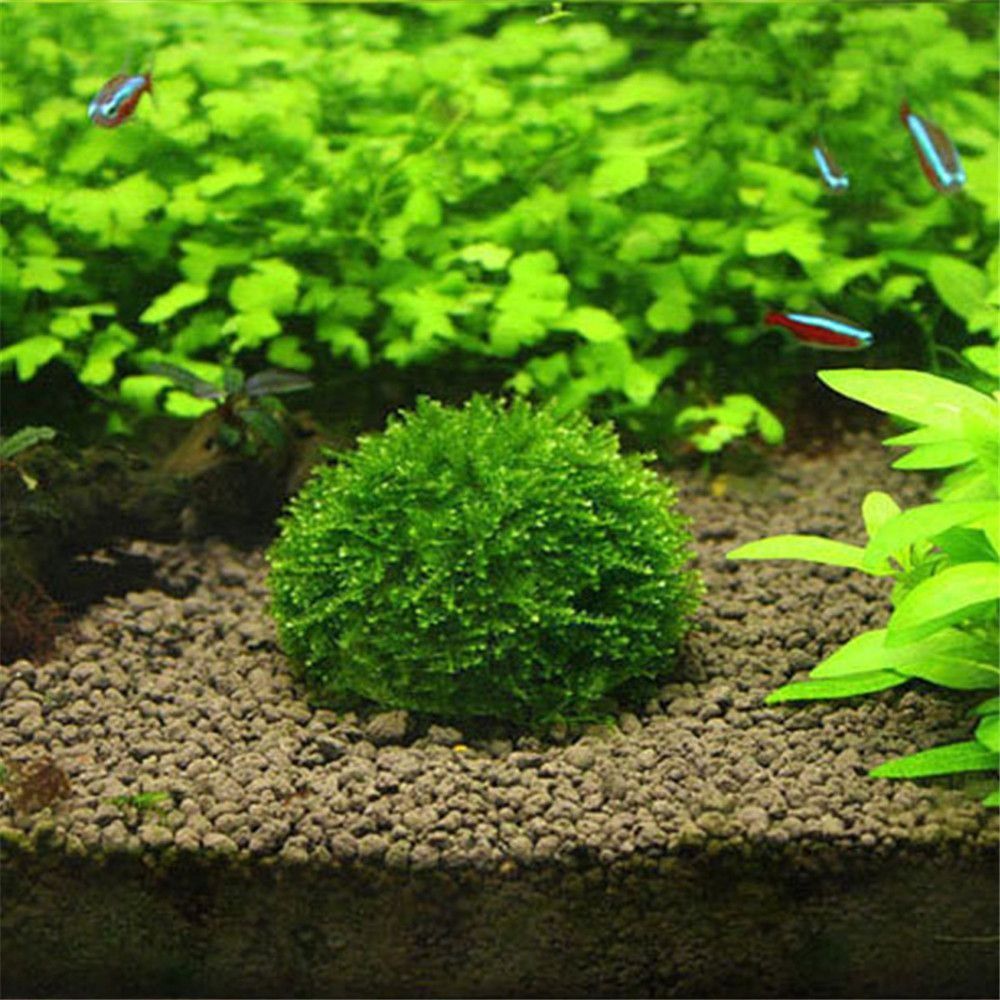 Marine Aquarium For Sale - New Plastic Suspension Moss Dome Semicircle