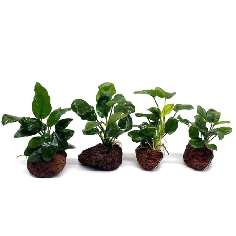 Volcanic Aquarium Decoration F - Marine Aquarium For Sale ulasan dan harga