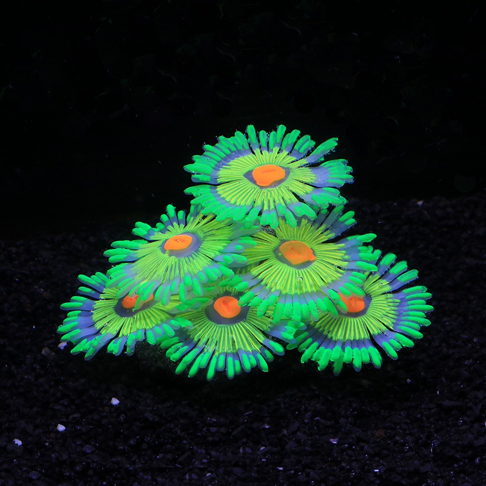 Glowing Soft Aquarium Fish Tan - Marine Aquarium For Sale ulasan dan harga