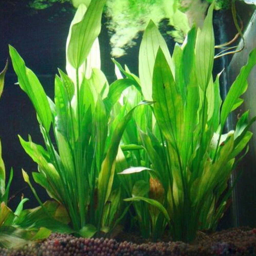 15cm Artificial Aquarium Decor - Marine Aquarium For Sale ulasan dan harga
