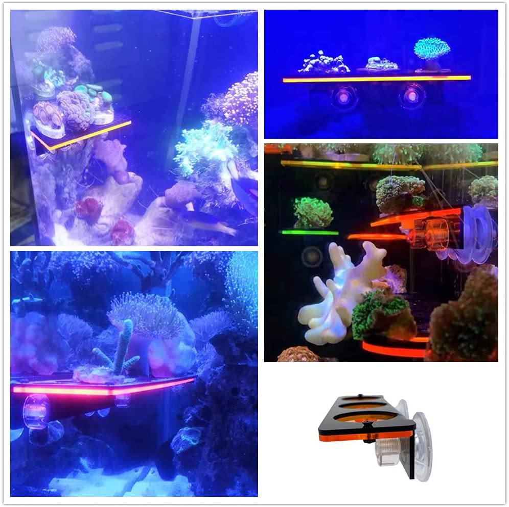 Fluorescent Coral Frag Plug Br - Marine Aquarium For Sale ulasan dan harga