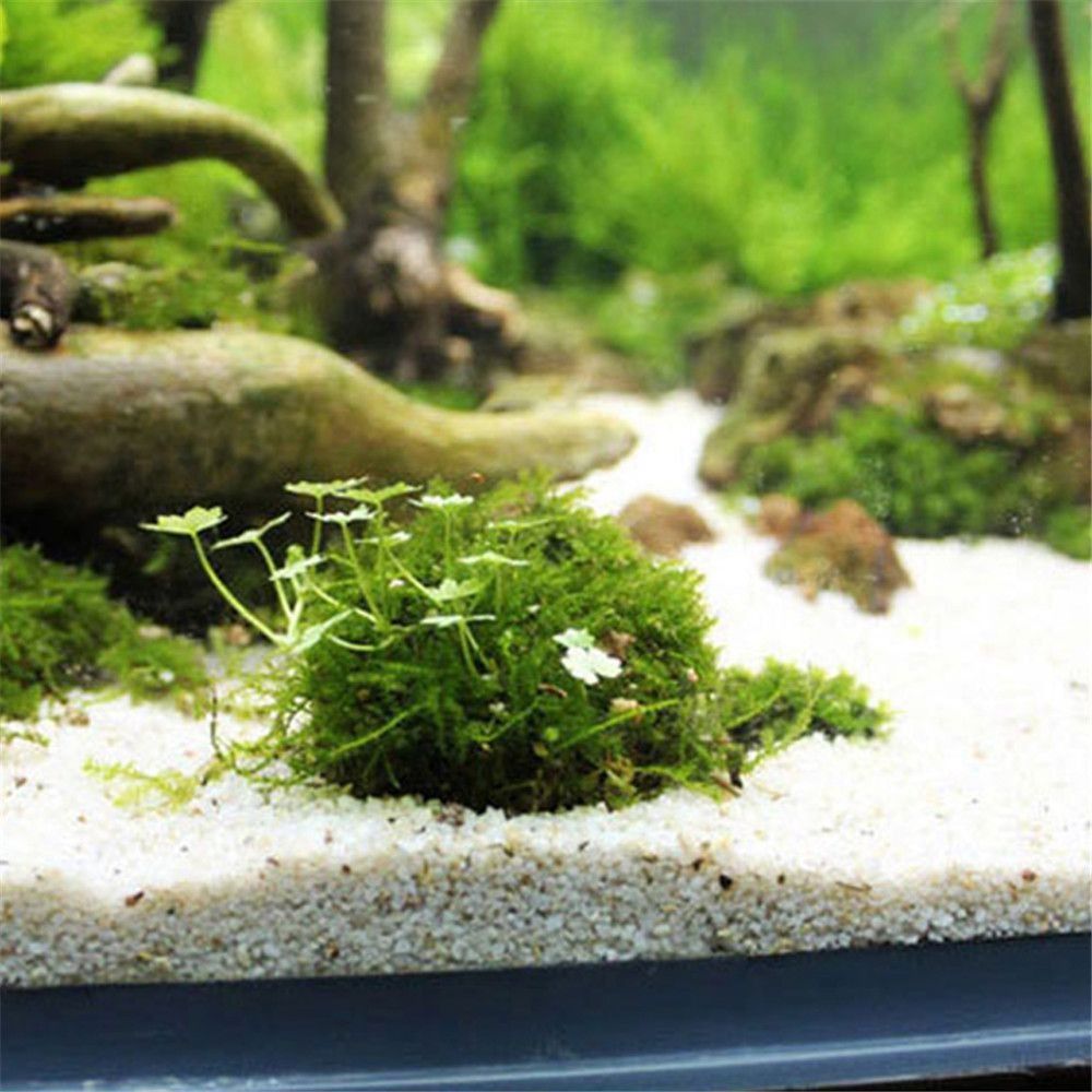 New Plastic Suspension Moss Do - Marine Aquarium For Sale ulasan dan harga